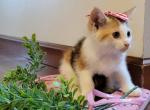 Bubbles - American Shorthair Kitten For Sale - 