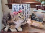 Peppermint - American Shorthair Kitten For Sale - 