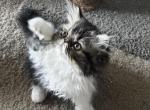 Chocolate tabby point and white - Exotic Kitten For Sale - Plymouth, MN, US