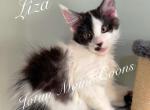 Liza - Maine Coon Kitten For Sale - Greensburg, IN, US