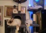 Maggie - Ragdoll Kitten For Sale - 