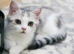 P R E S L E Y - Scottish Straight Kitten For Sale - Fontana, CA, US