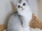 P O P P Y - Scottish Straight Kitten For Sale - Fontana, CA, US