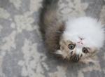 P E Y T O N - Scottish Fold Kitten For Sale - Fontana, CA, US