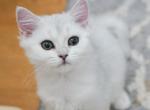 Q U E E N I E - Scottish Straight Kitten For Sale - Fontana, CA, US