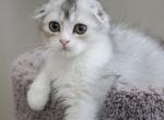 P I K A C H U - Scottish Fold Kitten For Sale - Fontana, CA, US
