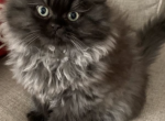 oreo - Persian Kitten For Sale - 