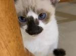 Snowy's rascals - Snowshoe Kitten For Sale - Moneta, VA, US