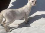 Rosemary - Bengal Kitten For Sale - Fallbrook, CA, US