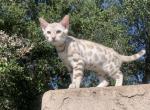 Ariel - Bengal Kitten For Sale - Fallbrook, CA, US