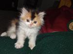 Calico girl - Exotic Kitten For Sale - Colorado Springs, CO, US