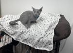 Chase - Russian Blue Kitten For Sale - Queens, NY, US