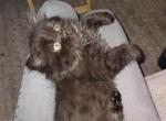 Lil black bear - Exotic Kitten For Sale - Colorado Springs, CO, US