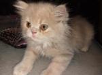 Orange and white girl - Exotic Kitten For Sale - Colorado Springs, CO, US