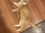 Toby - British Shorthair Cat For Sale - Woodbridge, CT, US