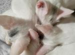 Gem Babies - Domestic Kitten For Sale - Las Vegas, NV, US