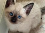 Stunning seal point cuties - Siamese Kitten For Sale - Cherry Hill, NJ, US
