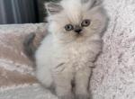 Aria - Scottish Straight Kitten For Sale - Tallahassee, FL, US