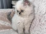 Aria - Scottish Straight Kitten For Sale - 