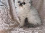 Alisa - Scottish Fold Kitten For Sale - 