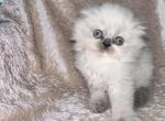 Alisa - Scottish Fold Kitten For Sale - Tallahassee, FL, US