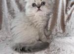 Ava - Scottish Fold Kitten For Sale - Tallahassee, FL, US