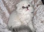 Ava - Scottish Fold Kitten For Sale - Tallahassee, FL, US