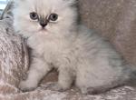 Annabel - Scottish Straight Kitten For Sale - Tallahassee, FL, US