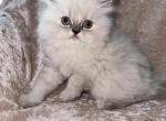 Annabel - Scottish Straight Kitten For Sale - 