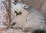 Annabel - Scottish Straight Kitten For Sale - Tallahassee, FL, US