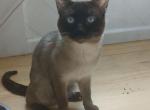Adorable 1YearOld Siamese Boy for Sale - Siamese Cat For Sale - Albany, NY, US