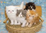 4 Persian Kittens - Persian Cat For Sale - CA, US