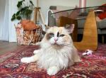 Elvis - Scottish Straight Kitten For Adoption - Chicago, IL, US