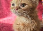 Martin - British Shorthair Kitten For Sale - New York, NY, US