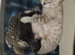 Silva litter - Bengal Kitten For Sale - Spring Grove, PA, US