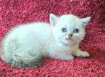 Jasmin - Brazilian Shorthair Kitten For Sale - New York, NY, US