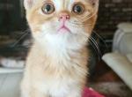 Malvun - British Shorthair Kitten For Sale - New York, NY, US