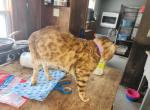 Nova - Bengal Cat For Sale/Retired Breeding - Augusta, ME, US