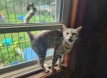 Megnut - Bengal Cat For Sale/Retired Breeding - Augusta, ME, US