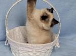Armani - Ragdoll Kitten For Sale - Knoxville, TN, US