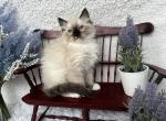 Frankie - Ragdoll Kitten For Sale - Washington, MO, US