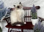 Henry - Ragdoll Kitten For Sale - Washington, MO, US