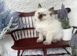 Daisy - Ragdoll Kitten For Sale - Washington, MO, US