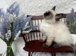 Justin - Ragdoll Kitten For Sale - Washington, MO, US