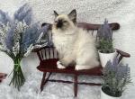 Eddy - Ragdoll Kitten For Sale - Washington, MO, US