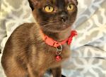 Santorini Camellia - European Burmese Kitten For Sale - Kansas City, KS, US