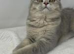 Kitty - Scottish Fold Kitten For Sale - Staten Island, NY, US