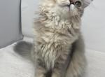 Kitten - Scottish Fold Kitten For Sale - Staten Island, NY, US