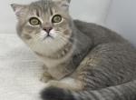 Kittik - Scottish Fold Kitten For Sale - Staten Island, NY, US