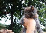 Adonis - Maine Coon Kitten For Sale - Buford, GA, US